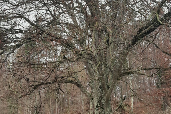 Von Herblingen nach Buchthalen