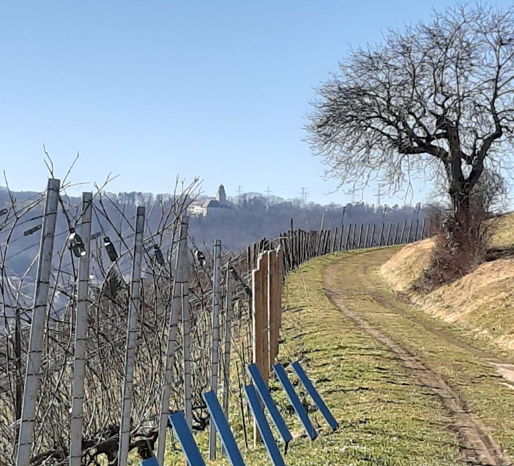 Oberhalb der Schleitheimer Reben