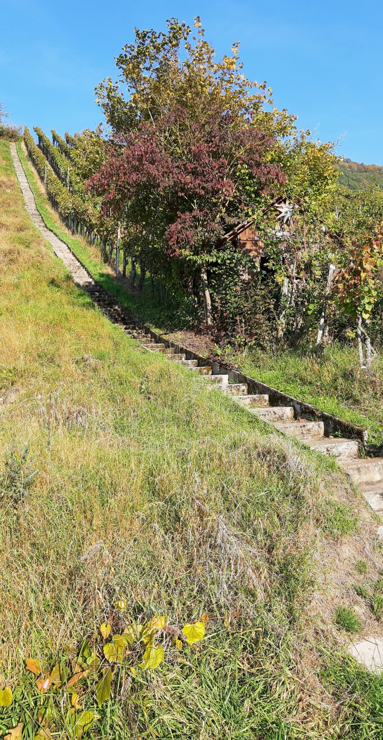 Rebberg in Osterfingen